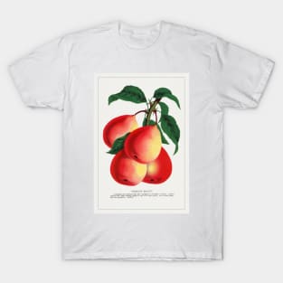 Vermont Beauty Pear Lithograph (1900) T-Shirt